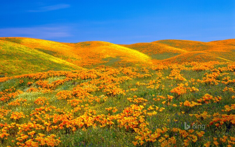 AntelopeValley CA Poppy Reserve